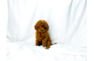 Best Cavapoo Baby