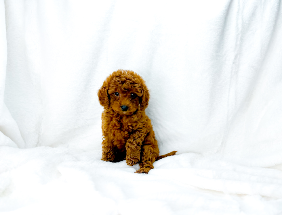 Best Cavapoo Baby