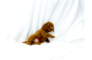 Cute Cavapoo Poodle Mix Pup