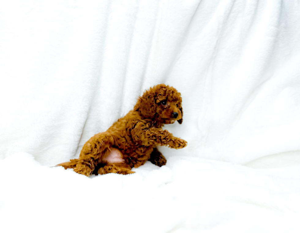 Cute Cavapoo Poodle Mix Pup