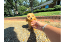 Cute Cavapoo Poodle Mix Pup