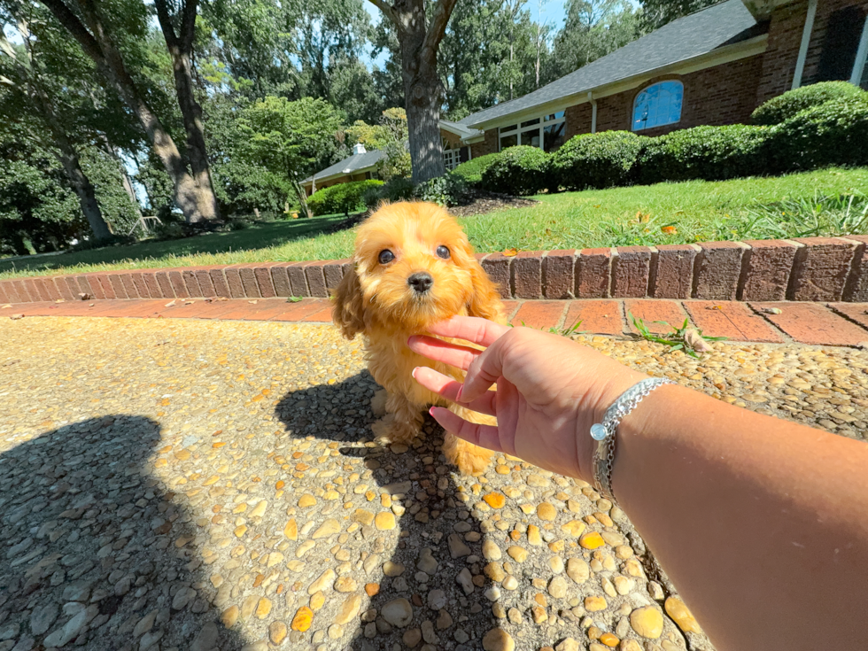 Cute Cavapoo Poodle Mix Pup