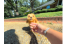 Cute Cavapoo Baby