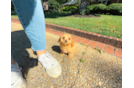 Cavapoo Puppy for Adoption