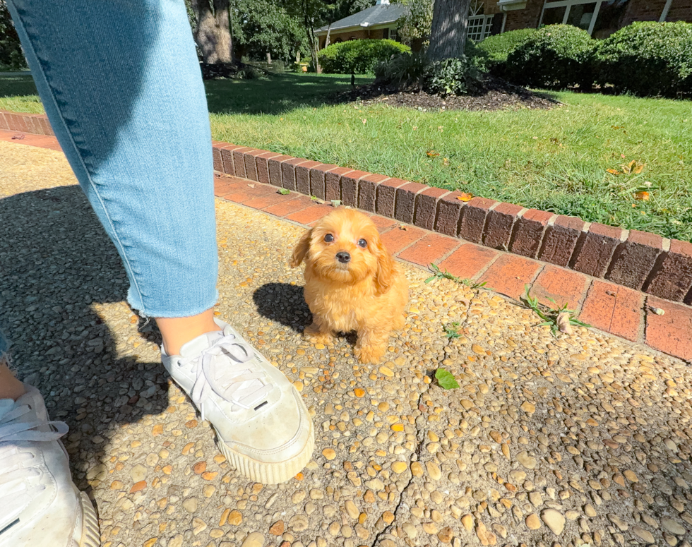 Cavapoo Puppy for Adoption