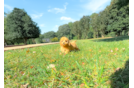 Best Cavapoo Baby