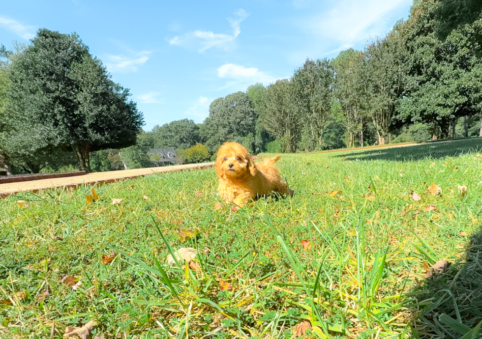 Best Cavapoo Baby