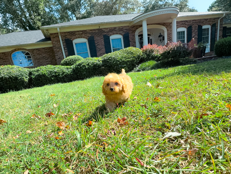 Cute Cavapoo Baby