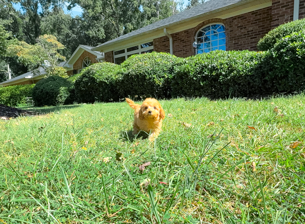 Cute Cavapoo Baby
