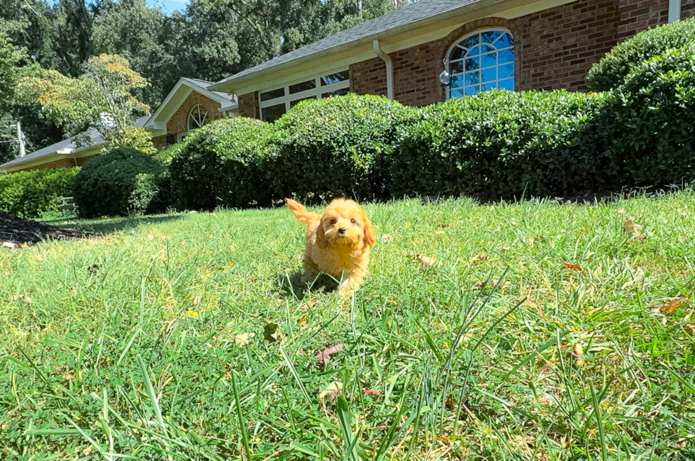 10 week old Cavapoo Puppy For Sale - Simply Southern Pups