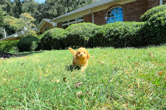 Cute Cavapoo Baby
