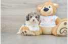 Sweet Cavapoo Baby