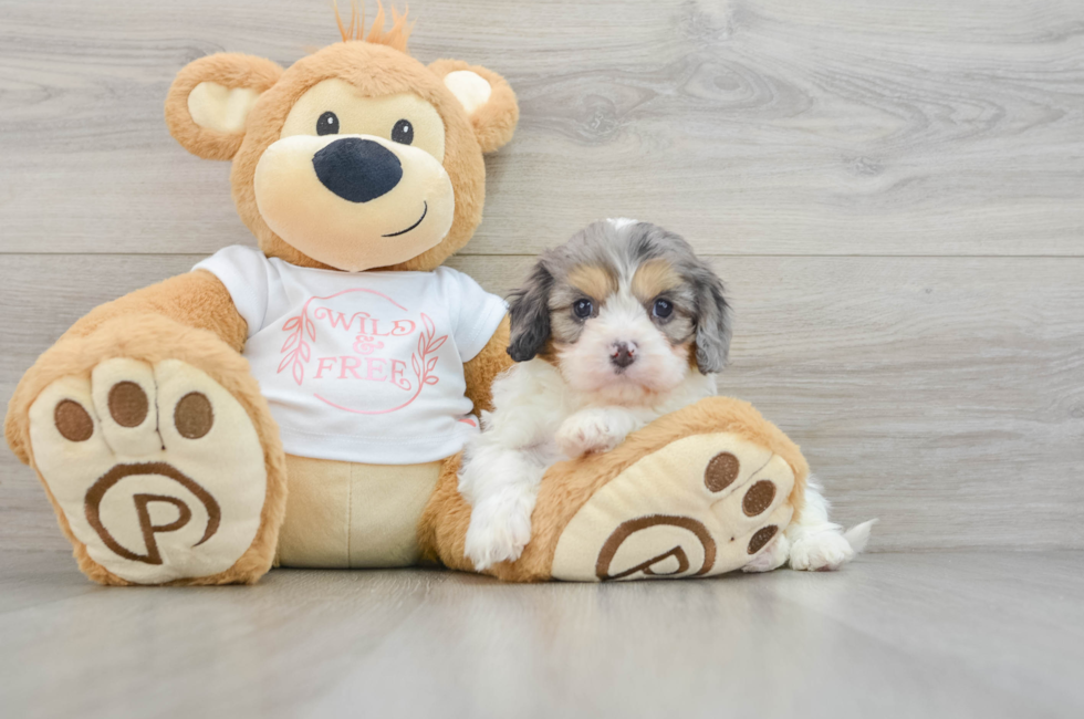 6 week old Cavapoo Puppy For Sale - Simply Southern Pups