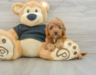 7 week old Cavapoo Puppy For Sale - Simply Southern Pups