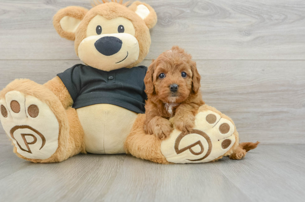 7 week old Cavapoo Puppy For Sale - Simply Southern Pups