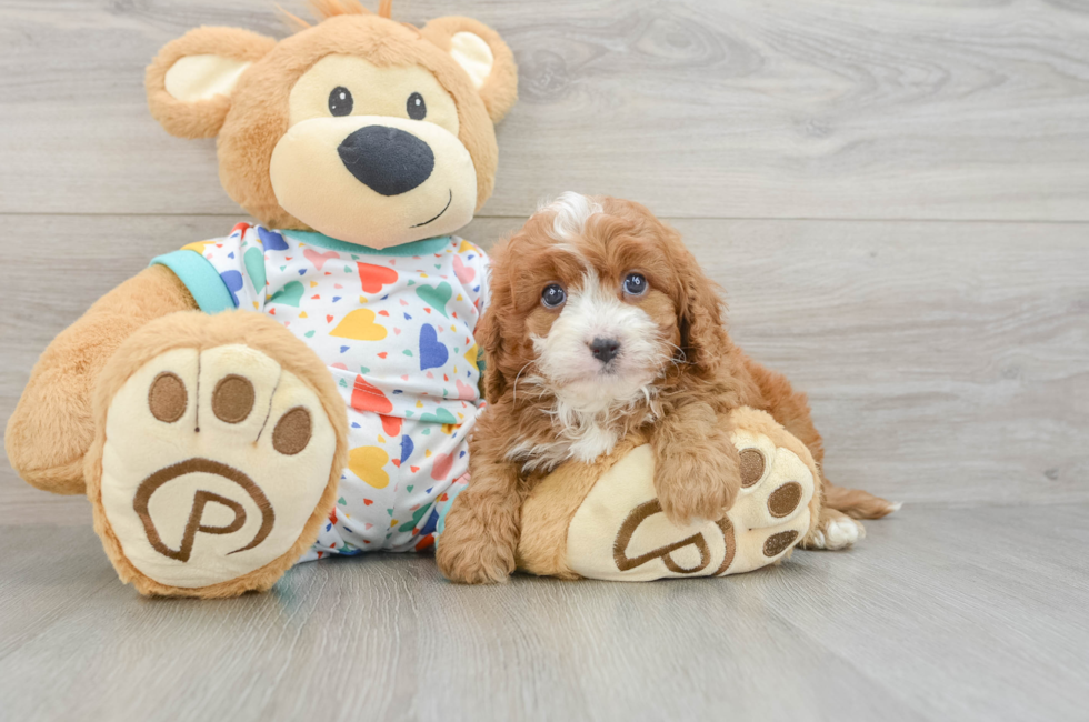 6 week old Cavapoo Puppy For Sale - Simply Southern Pups