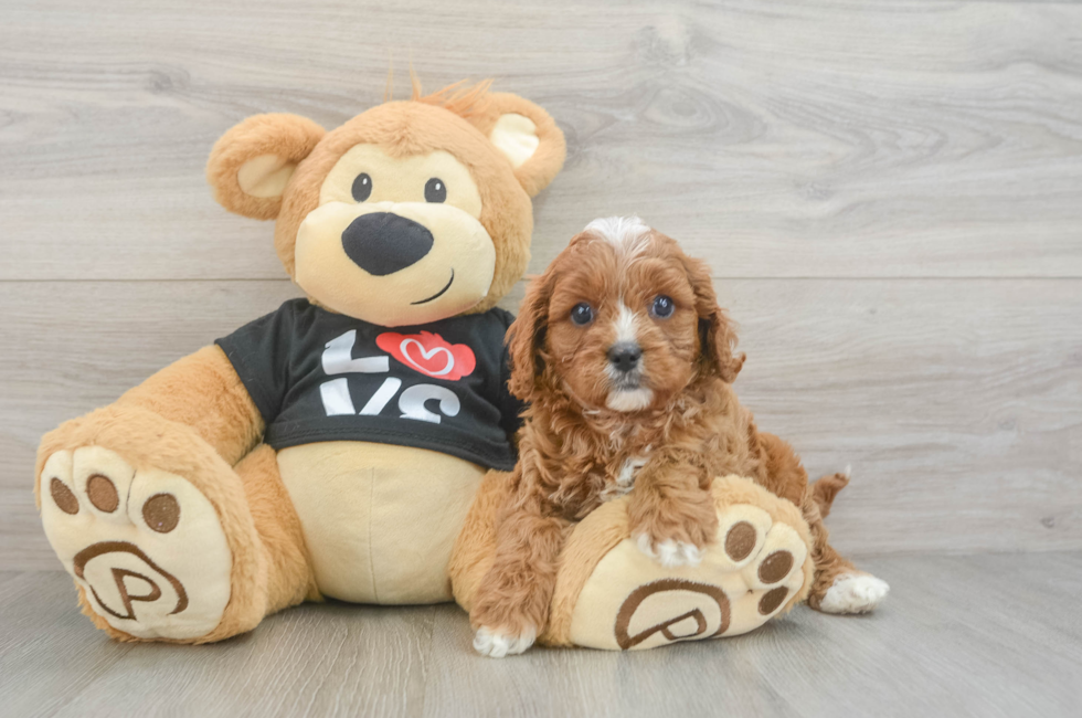 7 week old Cavapoo Puppy For Sale - Simply Southern Pups