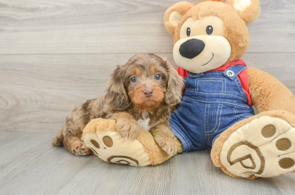 6 week old Cavapoo Puppy For Sale - Simply Southern Pups