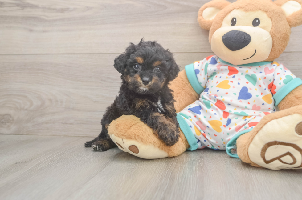 5 week old Cavapoo Puppy For Sale - Simply Southern Pups