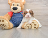 8 week old Cavapoo Puppy For Sale - Simply Southern Pups