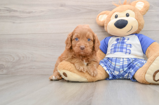 Popular Cavapoo Poodle Mix Pup