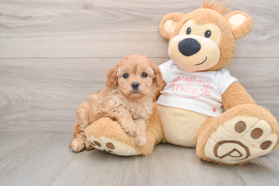 Petite Cavapoo Poodle Mix Pup
