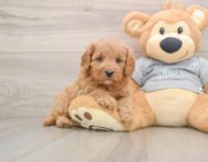 8 week old Cavapoo Puppy For Sale - Simply Southern Pups