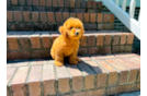 Cute Cavapoo Baby