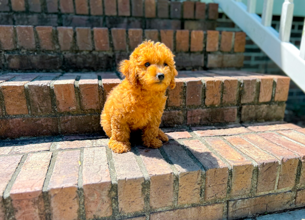 Cute Cavapoo Baby