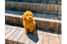Cavapoo Puppy for Adoption