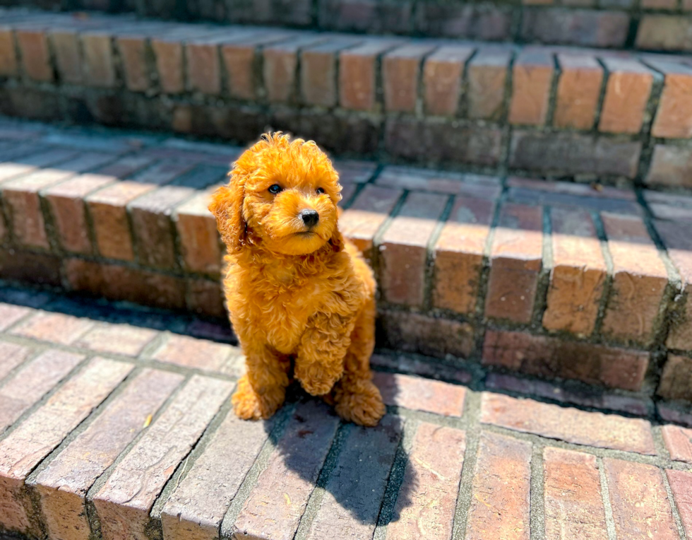 Cavapoo Puppy for Adoption