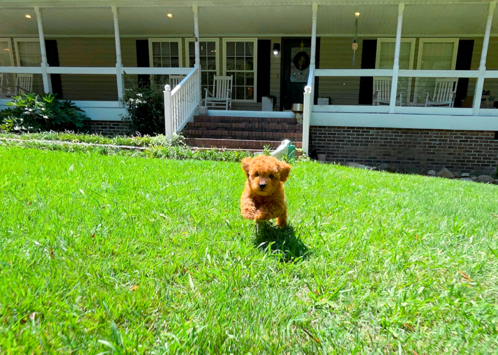 Cavapoo Pup Being Cute