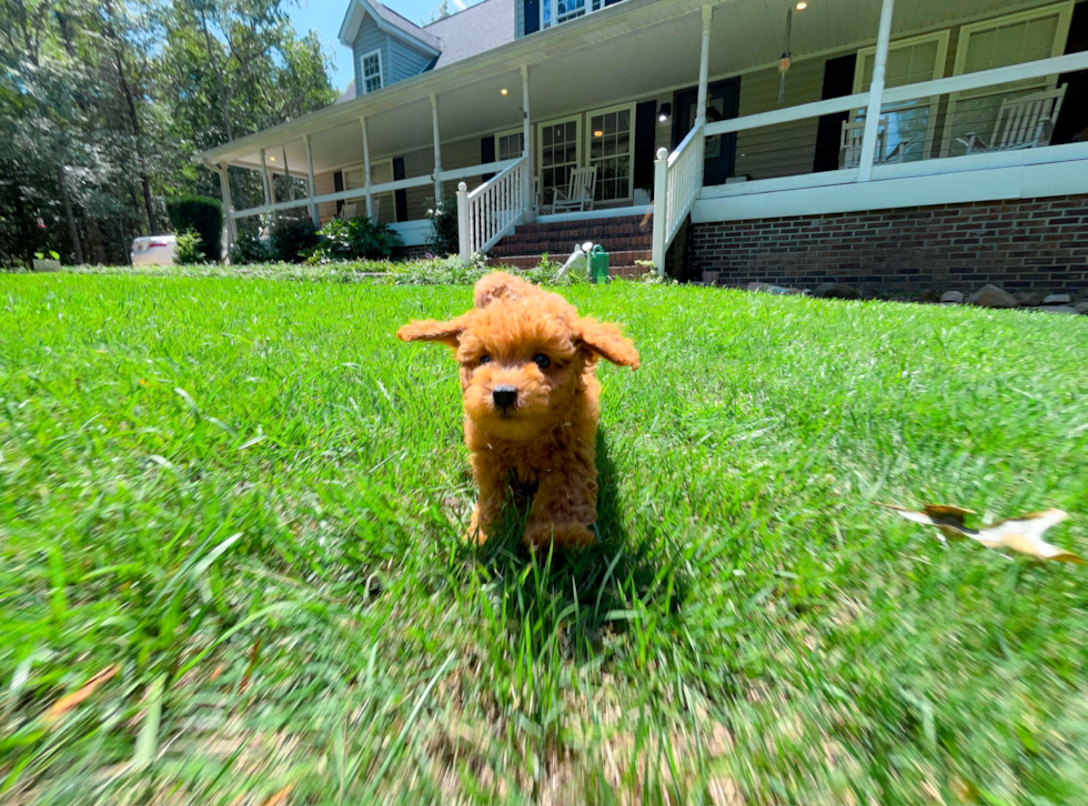 Cavapoo Puppy for Adoption