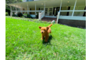 Cute Cavapoo Baby