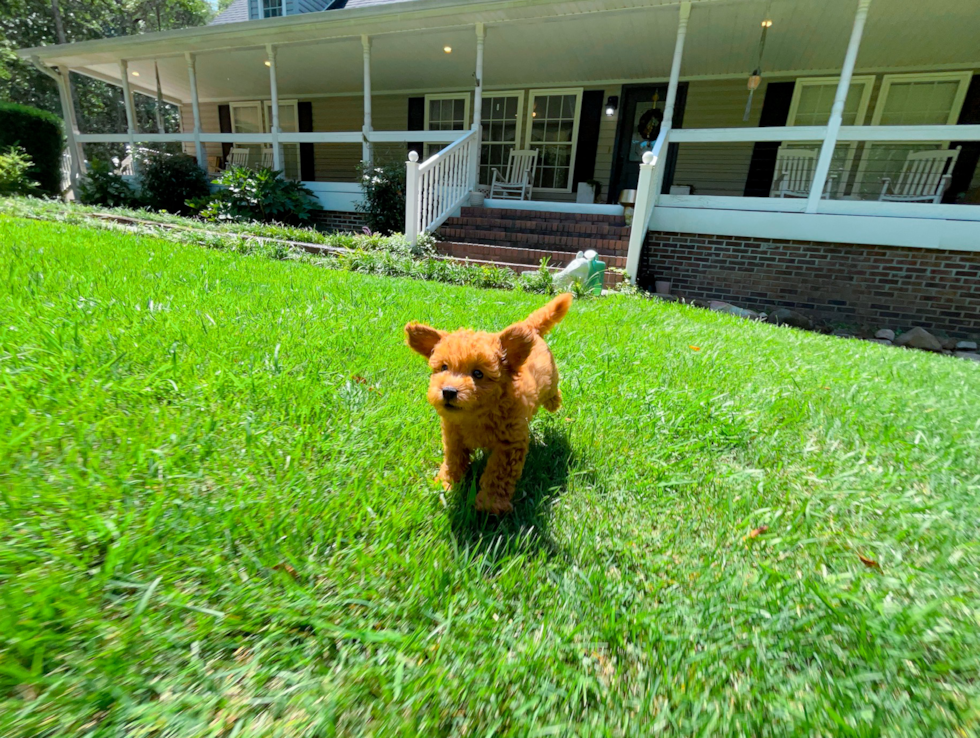 Cute Cavapoo Baby
