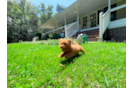 Best Cavapoo Baby