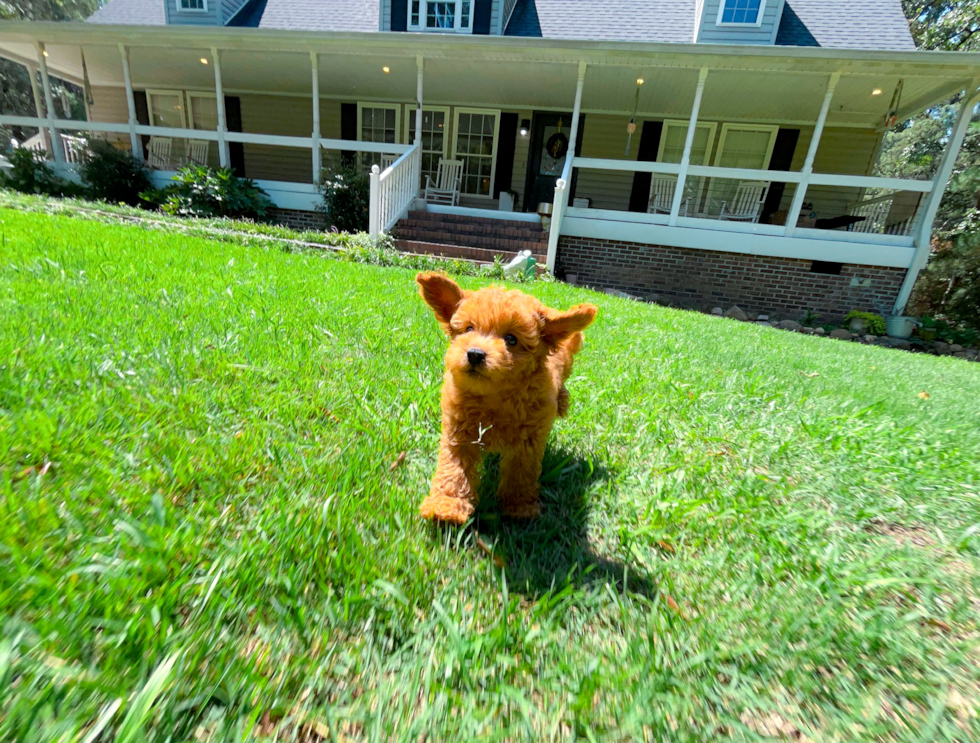 Cute Cavapoo Poodle Mix Pup