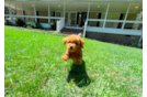 Cute Cavapoo Poodle Mix Pup