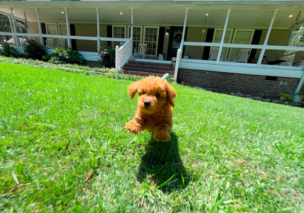 Cute Cavapoo Poodle Mix Pup