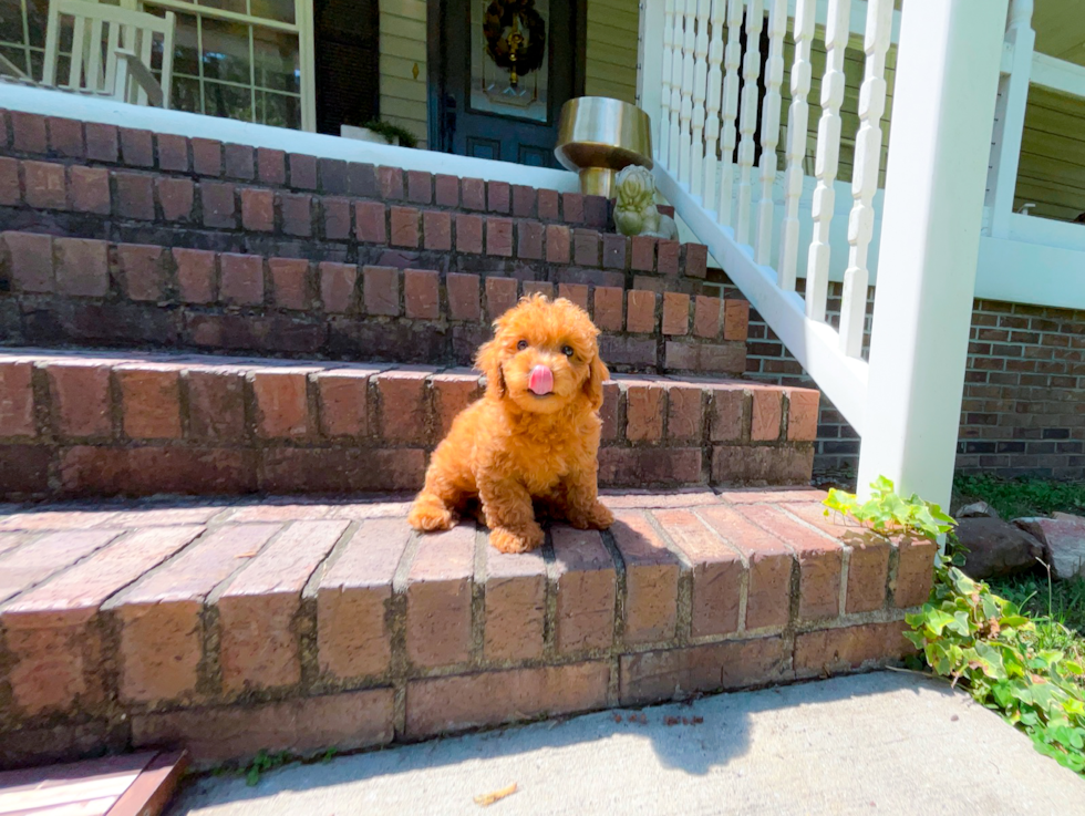 Cute Cavapoo Poodle Mix Pup