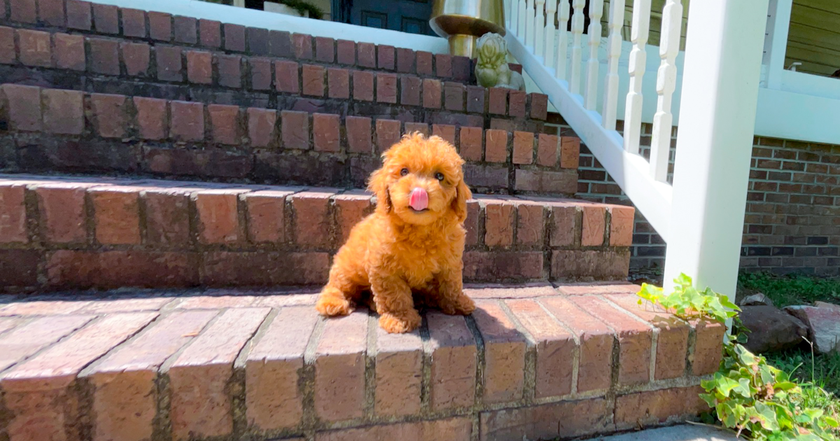 Cute Cavapoo Frank: 3lbs 13oz Doodle Puppy