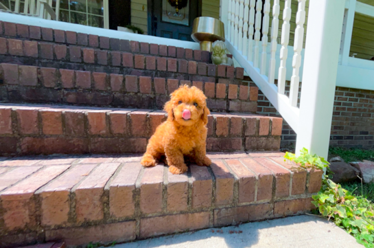 Cute Cavapoo Poodle Mix Pup