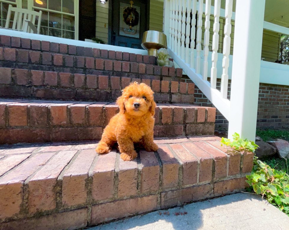 Cute Cavapoo Poodle Mix Pup