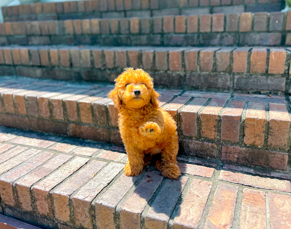 Cute Cavapoo Poodle Mix Pup