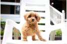 Cavapoo Puppy for Adoption