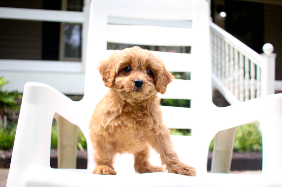 Cavapoo Puppy for Adoption