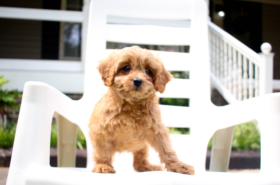 9 week old Cavapoo Puppy For Sale - Simply Southern Pups