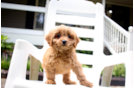 Cavapoo Pup Being Cute