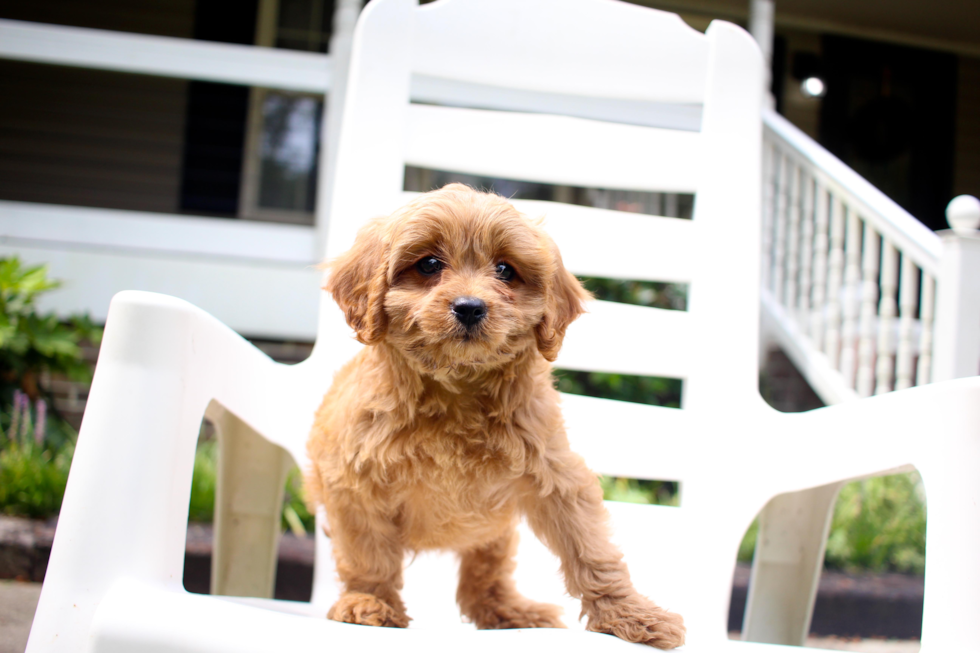 Cavapoo Pup Being Cute