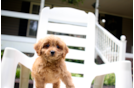 Cute Cavapoo Baby